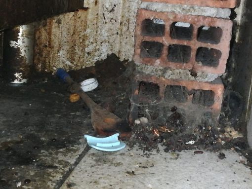 Blatte in una gastronomia abusiva a San Salvario: multa da 25mila euro e locale chiuso