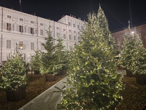 Immagine di archivio del bosco in piazzetta Reale