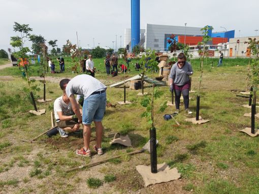 Cresce a Torino il boschetto sotto l'inceneritore: piantate oggi altre centinaia di alberi (FOTO) Cresce a Torino il boschetto sotto l'inceneritore: piantate oggi altre centinaia di alberi (FOTO)