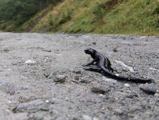 L'Italia "penisola felice" per rane e salamandre: lo dice lo studio internazionale guidato da UniTo L'Italia "penisola felice" per rane e salamandre: lo dice lo studio internazionale guidato da UniTo