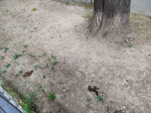 Aurora, i giardini Alimonda “sommersi” dagli escrementi canini