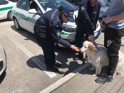 Nichelino, la Polizia Locale salva una cagnetta che correva sulla strada Nichelino, la Polizia Locale salva una cagnetta che correva sulla strada