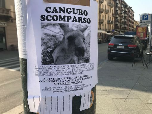 manifesto canguro scomparso