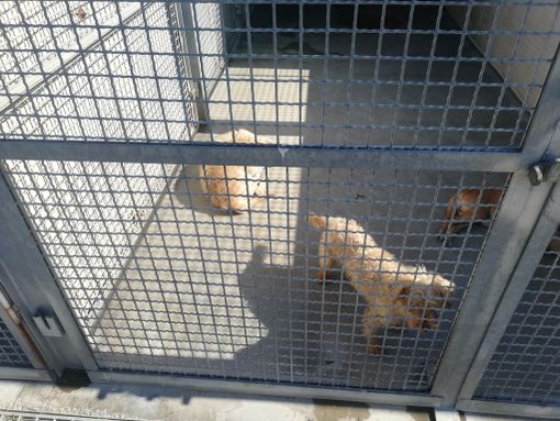 La custode del canile di via Germagnano aggredita e ferita da alcuni nomadi