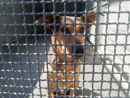 Torino, nuova gestione per i canili comunali Torino, nuova gestione per i canili comunali