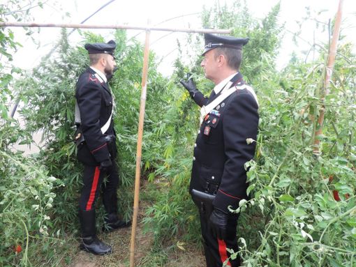 &quot;Droga fai da te&quot; in continuo aumento: la produzione di cannabis è diventata un business