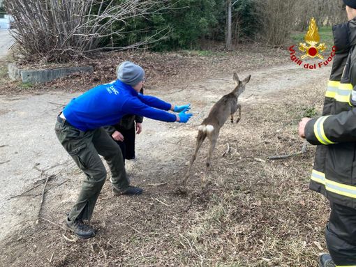 capriolo salvato capriolo salvato