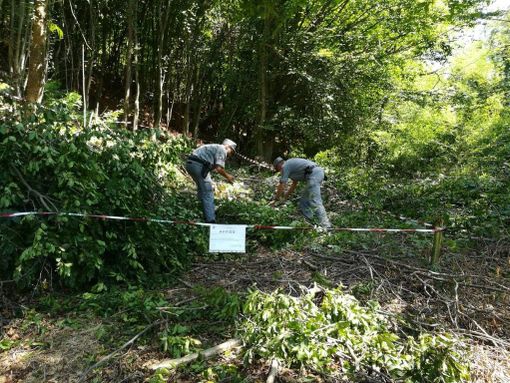 carabinieri della forestale - foto di repertorio carabinieri della forestale - foto di repertorio