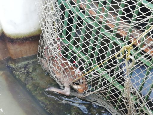 Cervo cade nella centrale idroelettrica di Exilles: salvato Cervo cade nella centrale idroelettrica di Exilles: salvato