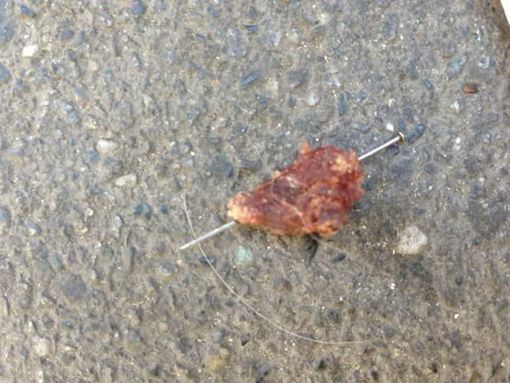 Bocconi-trappola a Mirafiori, padrone col cane trova chiodi nella carne Bocconi-trappola a Mirafiori, padrone col cane trova chiodi nella carne