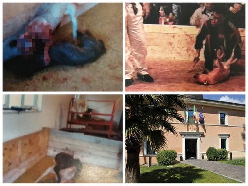 Immagini di combattimenti tra cani e il tribunale di Imperia Immagini di combattimenti tra cani e il tribunale di Imperia