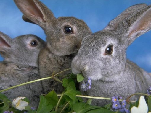 Allevamento conigli, Coldiretti Piemonte: "Valutare bene le soluzioni prima di imporle" Allevamento conigli, Coldiretti Piemonte: "Valutare bene le soluzioni prima di imporle"