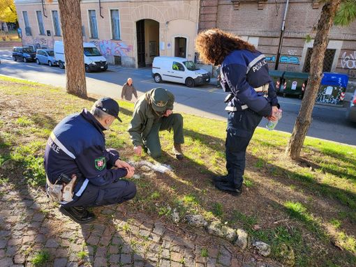Completato il censimento delle aree cani del Torinese: si vuole contrastare l'abbandono di bocconi avvelenati Completato il censimento delle aree cani del Torinese: si vuole contrastare l'abbandono di bocconi avvelenati