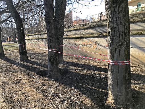 alberi parco tesoriera alberi parco tesoriera