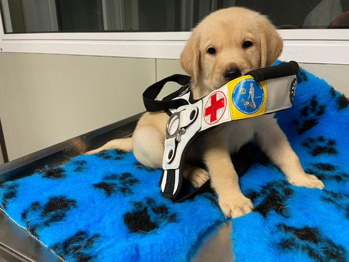 "Al prezzo di un caffè, dona due occhi a chi non vede": regala un cane guida con il Lions International "Al prezzo di un caffè, dona due occhi a chi non vede": regala un cane guida con il Lions International