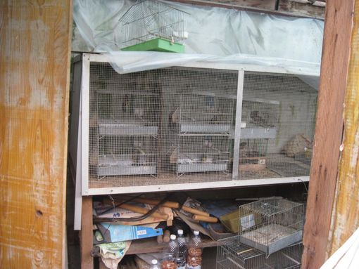 Grugliasco: cattura cardellini, scoperto dalle guardie della Lac è stato denunciato per sequestro di animali e furto Grugliasco: cattura cardellini, scoperto dalle guardie della Lac è stato denunciato per sequestro di animali e furto