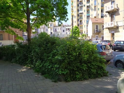 Aiuole e parchi con erba alta