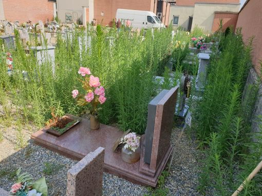 erba alta cimitero di nichelino erba alta cimitero di nichelino