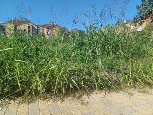 erba alta zona via bologna