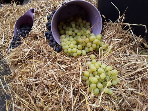 A Campidoglio torna la Festa dell'Uva tra commercio e arte