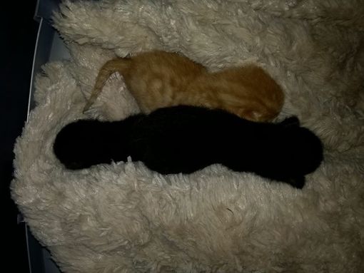 Vanchiglietta: tre gatti gettati in un bidone, salvati dai residenti