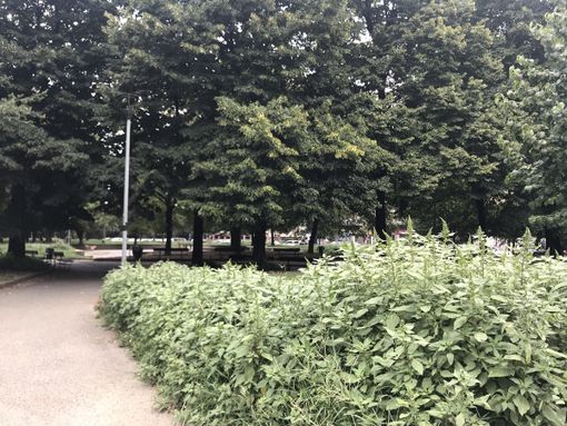 Giungla urbana in Circoscrizione 3: erba alta più di un metro ai giardini di via Delleani