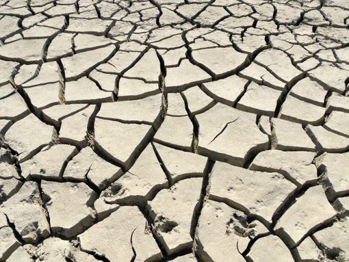 Siccità, Coldiretti Piemonte: &quot;Fino al -70% di riso e scarseggia foraggio per animali&quot;