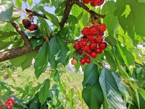 Pecetto Torinese: tutto pronto per la Festa delle Ciliegie