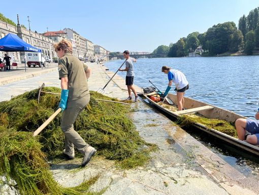 Vegetazione acquatica: in corso l'estirpazione sul Po