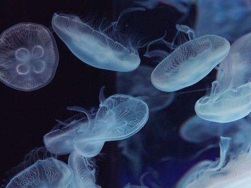 Heatwave di Dongkyun Vak Heatwave di Dongkyun Vak