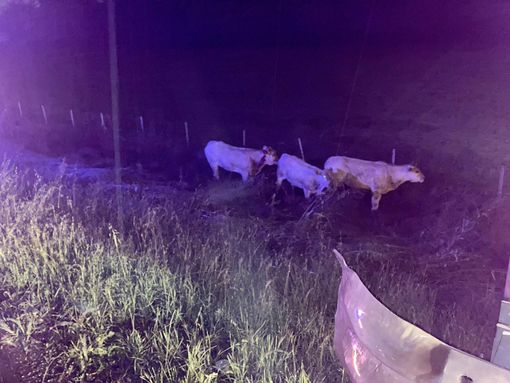 Vitelli scappano dall'allevamento e arrivano in tangenziale: carreggiata chiusa per oltre un'ora