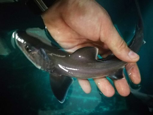 cucciolo di palombo cucciolo di palombo