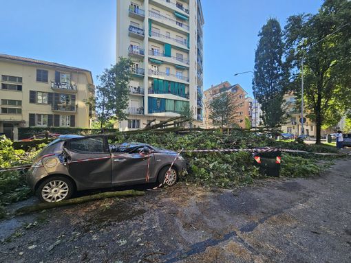rami rotti alberi nel parco