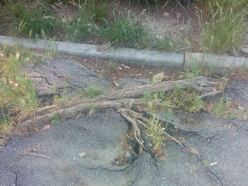 Vallette le radici degli alberi spaccano i marciapiedi: elevato rischio incidenti vicino al mercato