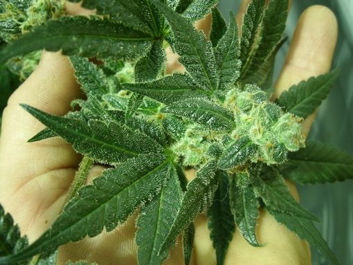 Ivrea, uno studente minorenne denunciato per possesso di marijuana Ivrea, uno studente minorenne denunciato per possesso di marijuana