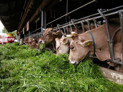 L'allarme di Coldiretti: "Con il coronavirus stalle di suini a rischio" L'allarme di Coldiretti: "Con il coronavirus stalle di suini a rischio"