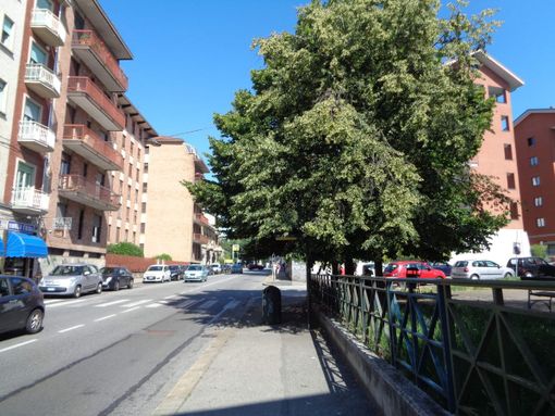 Natura selvaggia in via Pianezza: l’albero “ingloba” anche la fermata del bus
