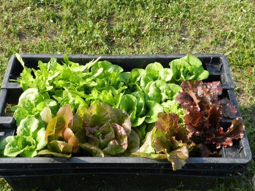 orto e insalata