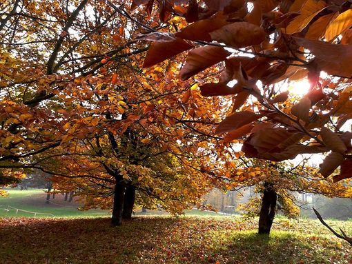 “Togliete il divieto di sosta da Corso Appio Claudio, danneggia gli utenti della Pellerina” “Togliete il divieto di sosta da Corso Appio Claudio, danneggia gli utenti della Pellerina”