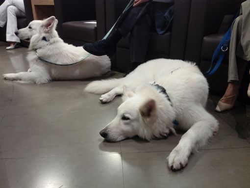 pet therapy e conferenza vallere pet therapy e conferenza vallere