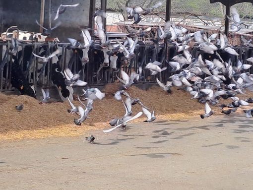 Emergenza piccioni, 5 milioni di danni all'agricoltura ogni anno Emergenza piccioni, 5 milioni di danni all'agricoltura ogni anno