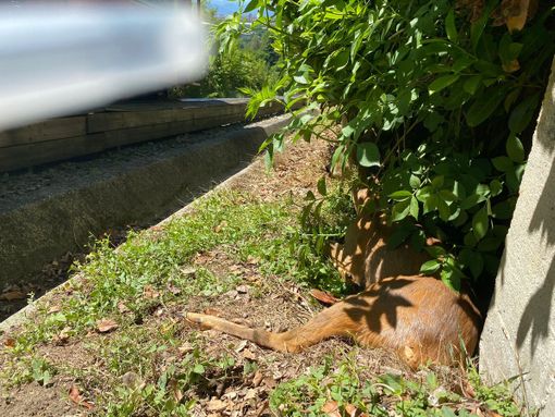 capriolo ferito capriolo ferito