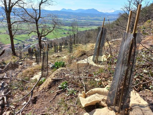 Messe a dimora 90 mila piccole piante nei boschi devastati dagli incendi sopra Mompantero e Caselette