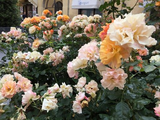 E' il 13 maggio: Buona Festa della mamma!