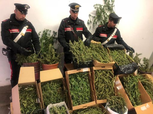 Rueglio, carabinieri scoprono un laboratorio per la produzione marijuana: 42enne in manette Rueglio, carabinieri scoprono un laboratorio per la produzione marijuana: 42enne in manette