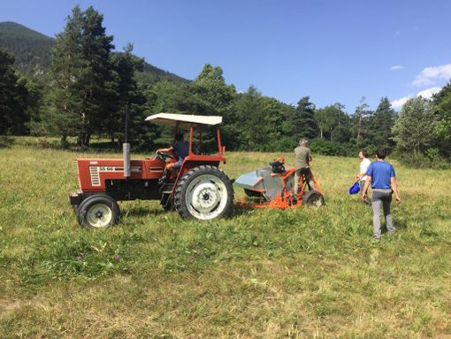 Tav, al via la "spazzolatura" per erbe e fiori da utilizzare nel Corridoio ecologico per salvare le farfalle