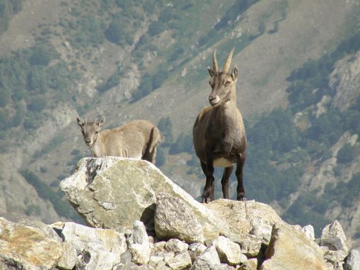 Servizi, caccia e tartufi: stanziati 10.7 milioni di euro per il rilancio della montagna Servizi, caccia e tartufi: stanziati 10.7 milioni di euro per il rilancio della montagna