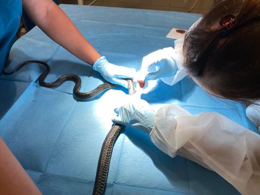 Caselette, recuperato all'interno di un'abitazione un grosso biacco ferito da un predatore [FOTO]