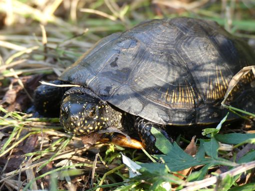 Nei laghi di Caselette le rare testuggini Emys Orbicularis: "Testimonianza del valore ambientale del sito" Nei laghi di Caselette le rare testuggini Emys Orbicularis: "Testimonianza del valore ambientale del sito"