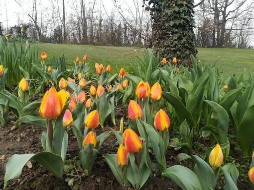 A Pralormo bulbi speciali in regalo per tutti coloro che faranno la visita guidata al Parco e Castello A Pralormo bulbi speciali in regalo per tutti coloro che faranno la visita guidata al Parco e Castello
